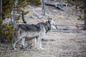 Alpha male, Canyon Pack, Yellowstone National Park
