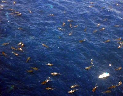 Aerial Shot of Whale Sharks (2 of 2)