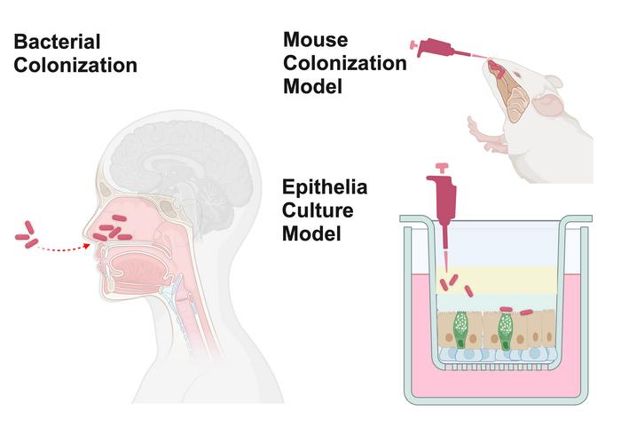 Mouse and cell models