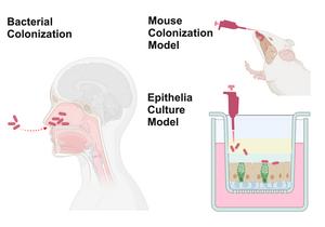 Mouse and cell models