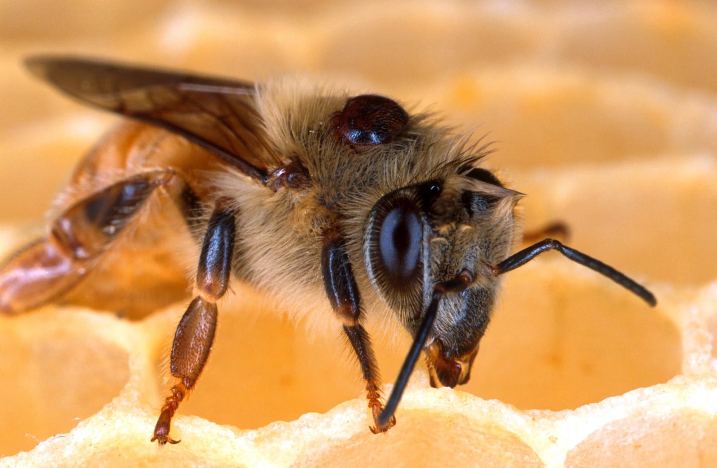 Varroa mite on honey bee