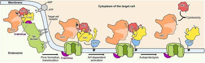 Mechanism of action of Mcf1 toxin.