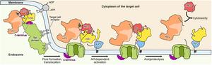 Mechanism of action of Mcf1 toxin.