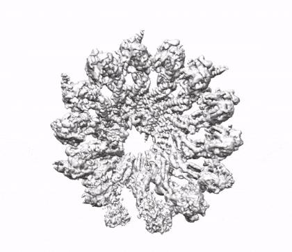 &#947;-Tubulin Ring Complex (2 of 2)