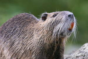 Coypu