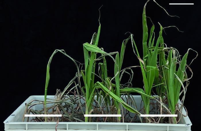 Three different maize plants after a drought and subsequent re-irrigation: