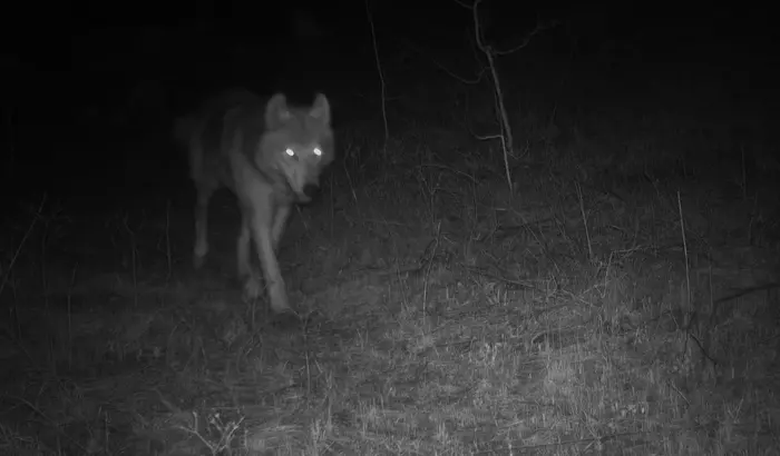 Wolf walking at night