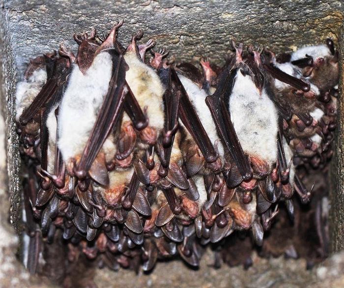 myotis bats roosting together