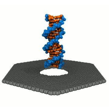 DNA Passes Through Graphene Nanopore