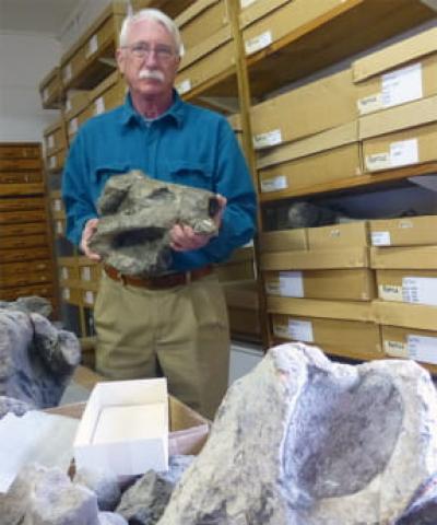 Fossil from Karoo Basin
