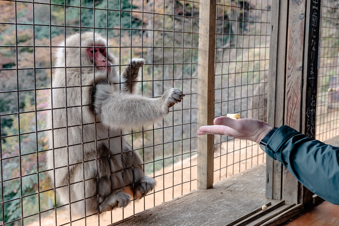 Macaque being fed