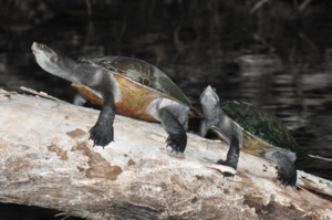 Nocturnal freshwater turtle basking at night in Queensland Australia