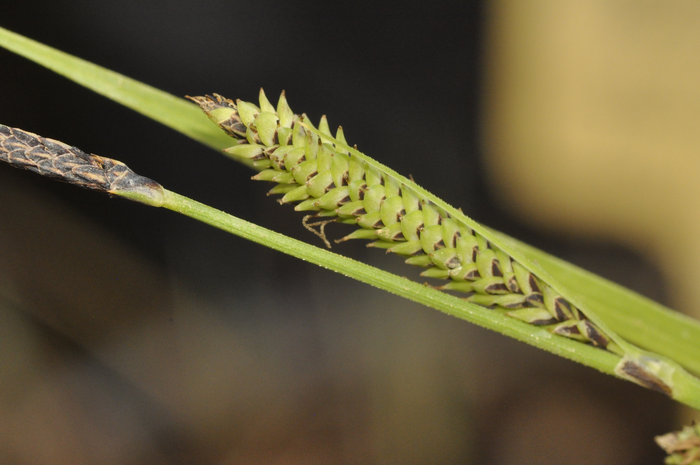 Carex quixotiana, close-up