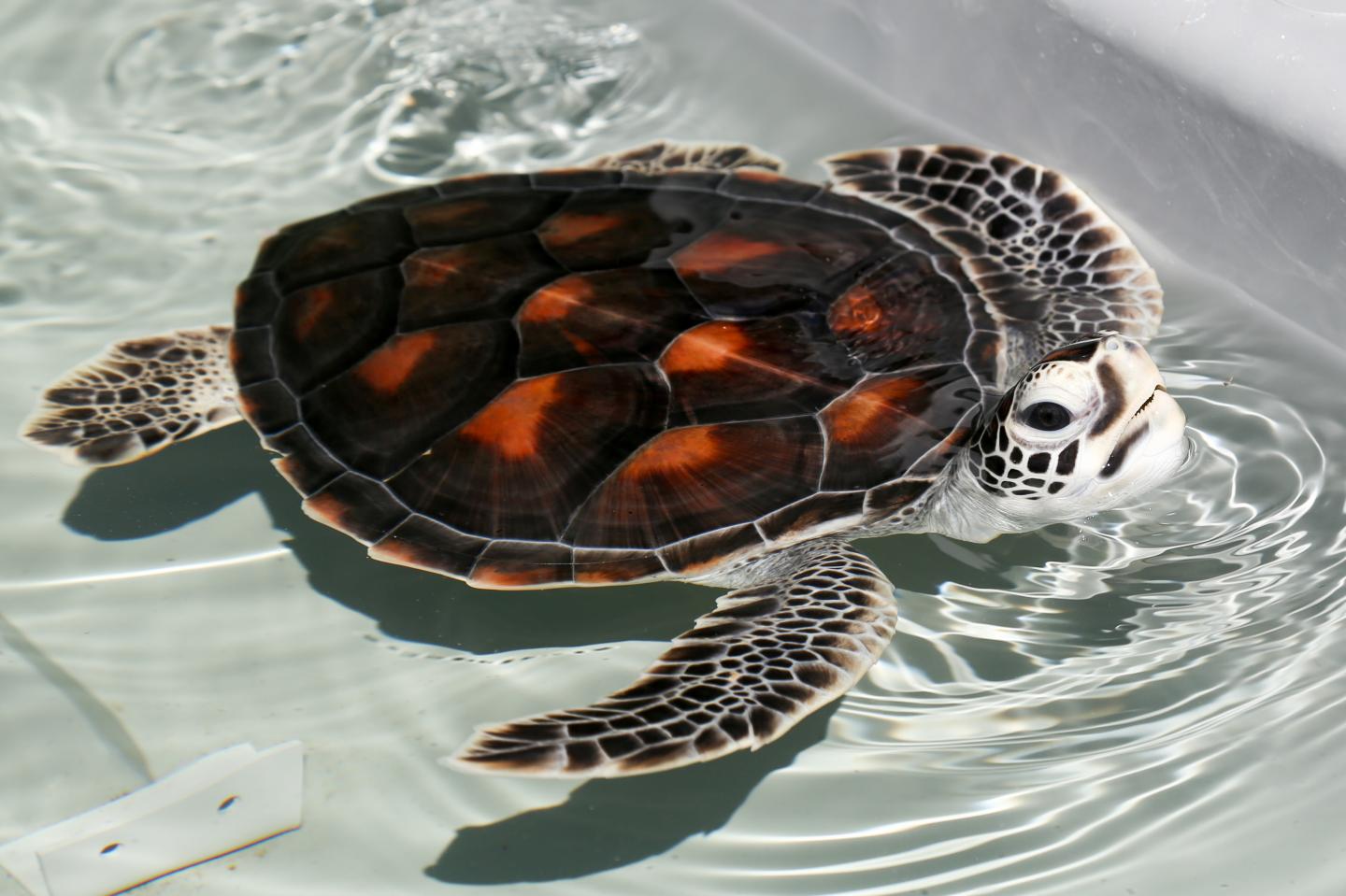 Baby Green Sea Turtle