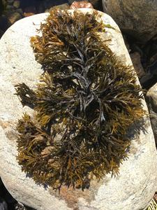 Bladderwrack is the dominant seaweed species in the Baltic Sea because it can withstand low salinity in the water.