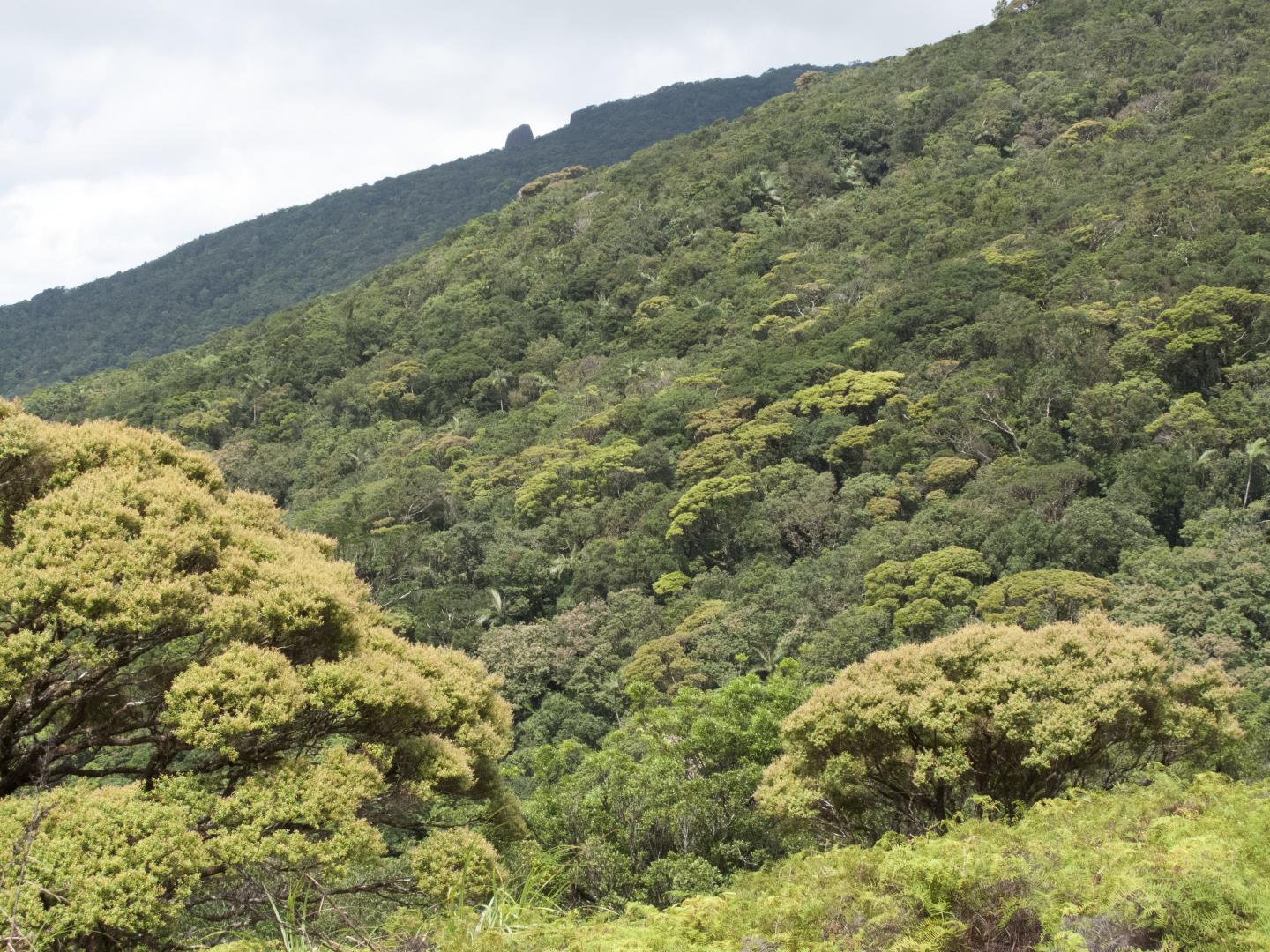 Twenty-Four New Beetle Species Discovered In Australian Rain Forests (3/3)