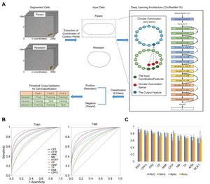 Fig. 3  Single-cell classification of parental and antibiotic-resistant cells using deep neural networks.