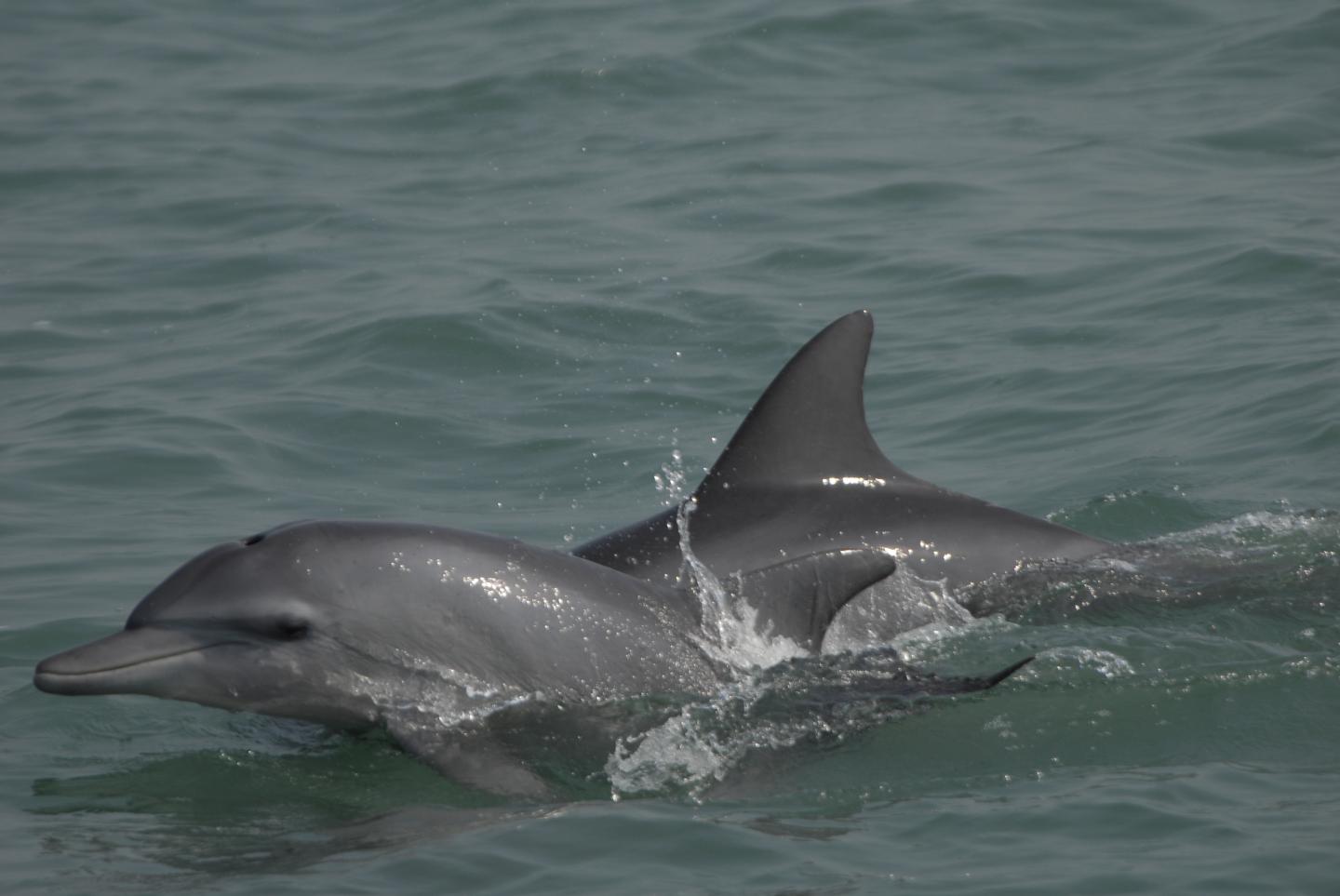 Indo-Pacific Bottlenose Dolphin