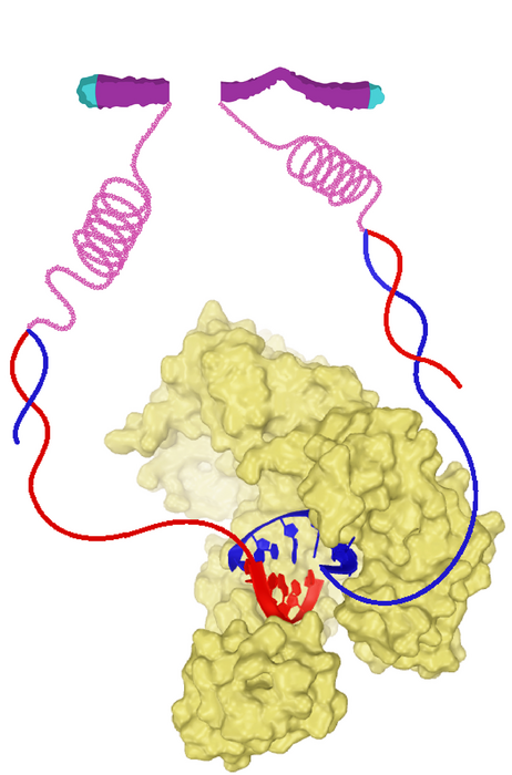 structure of DNA-repair enzyme polymerase theta