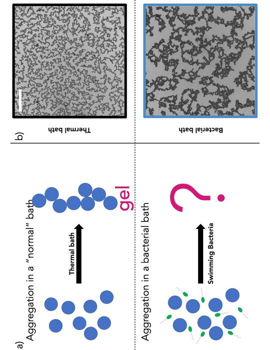 An active bath of swimming bacteria