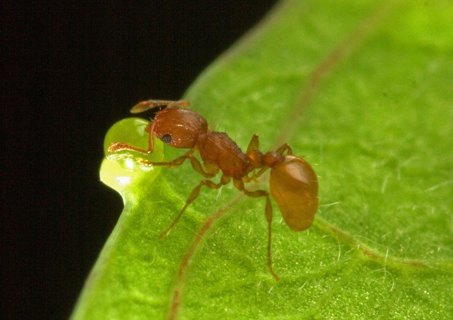 Foraging Worker Ant