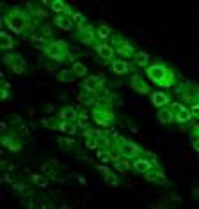 Immunofluorescent Staining 