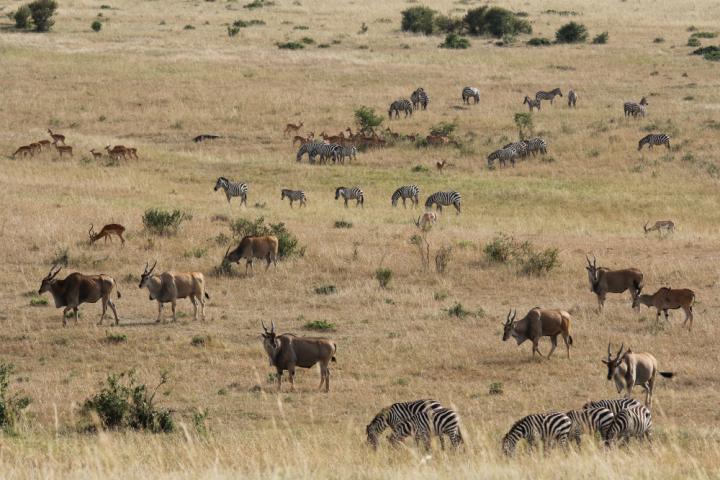 Masai Mara Wildlife