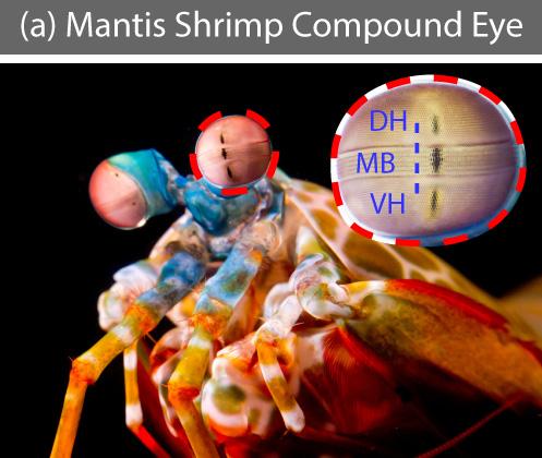 Loss of Smell in COVID-19 Patients May Arise from Virus Persisting in the Nasal Cavity (1 of 3)