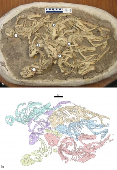 Cluster of 6 Juvenile <i>Psittacosaurus</i> from the Lower Cretaceous of Lujiatun, Liaoning Province