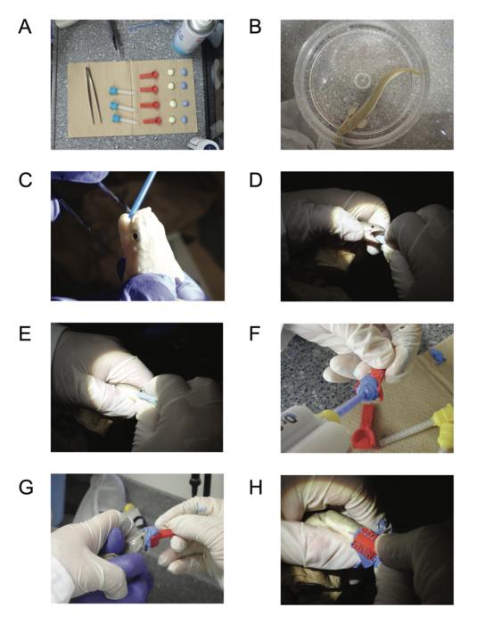 Step-by-step process of taking fish teeth impressions