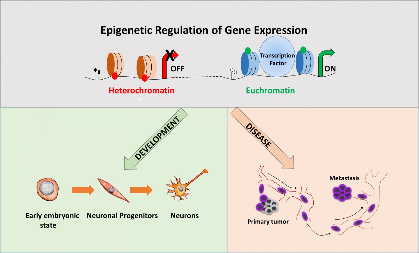 Gene Expression [IMAGE] | EurekAlert! Science News Releases