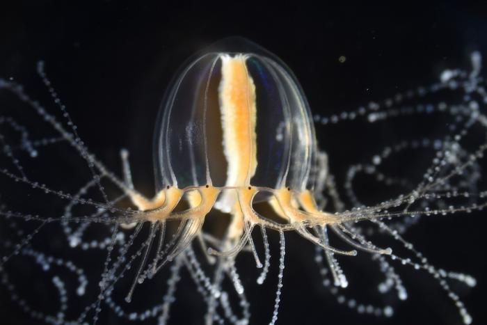 The emergent model jellyfish Cladonema