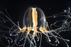 The emergent model jellyfish Cladonema