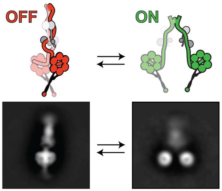 Dynein 2