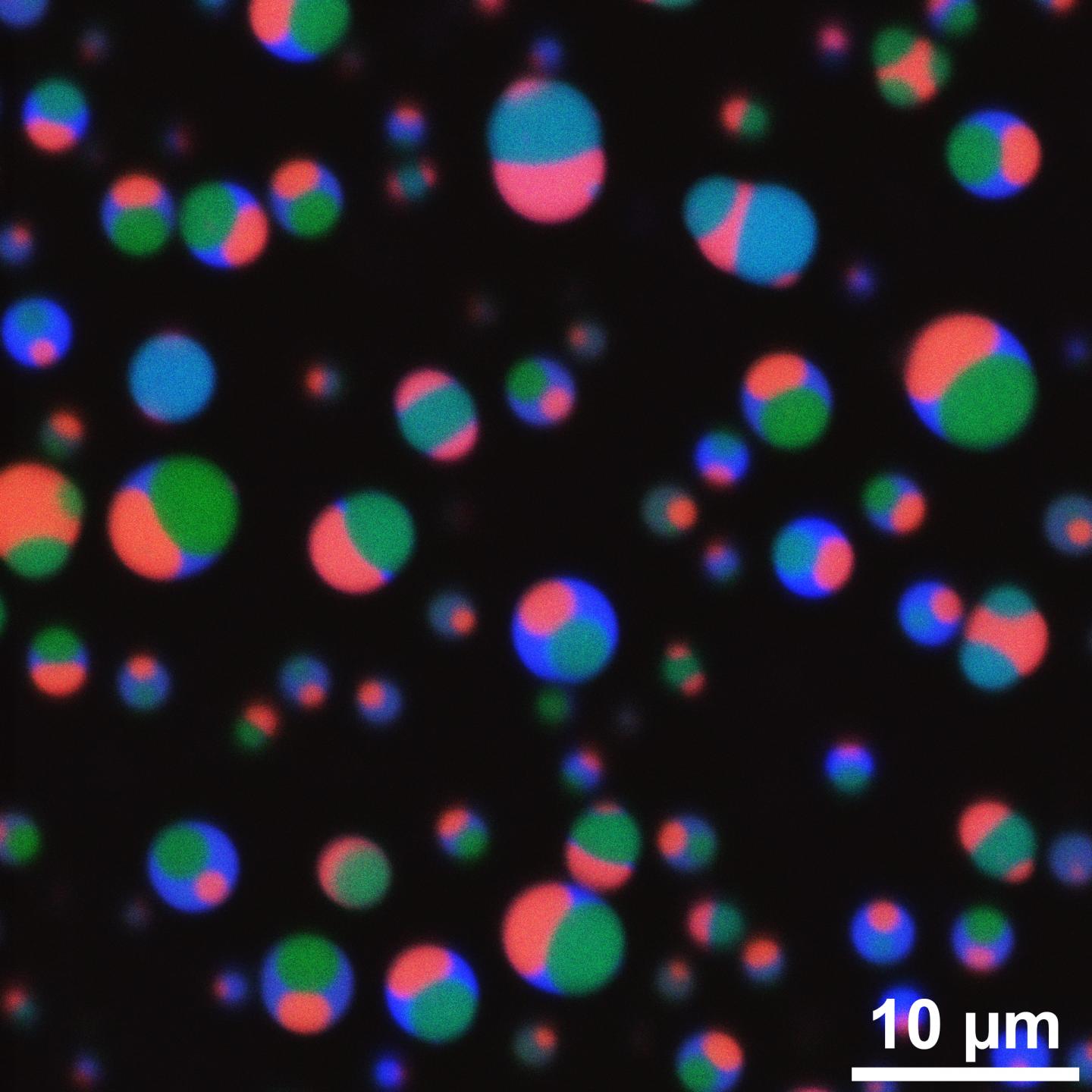 Multi-compartment Droplets