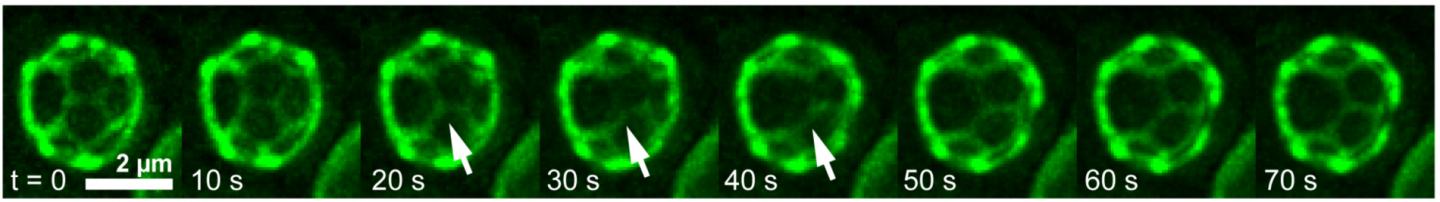 Membrane Domains Merging in Vacuole of Living Yeast Cell