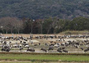 Wild crane colony in Izumi City, Kagoshima, Japan