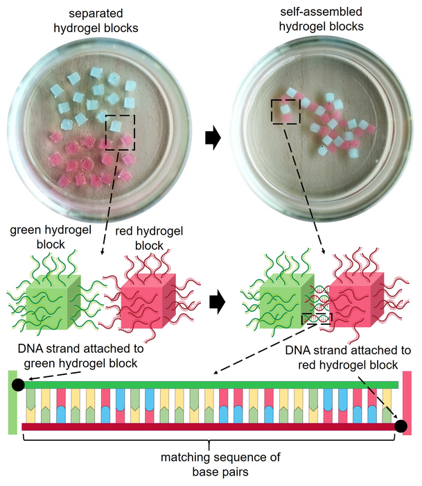 Base pairing between matching strands of DNA leads to self assembly