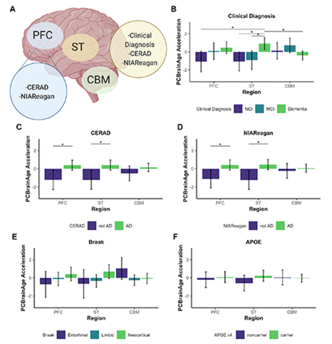 Aging Aging the brain multi region methyla EurekAlert