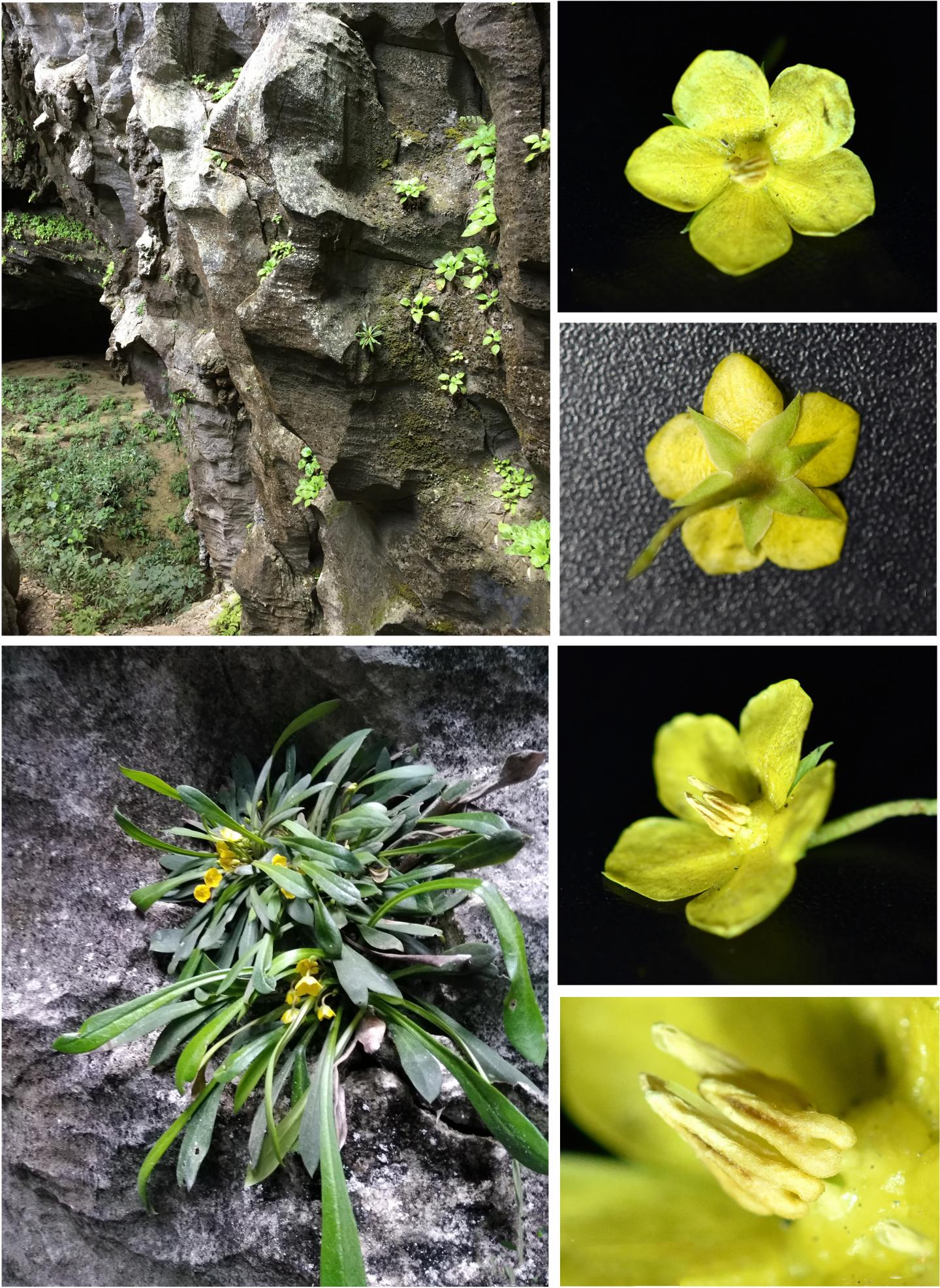 <i>Lysimachia fanii</i>