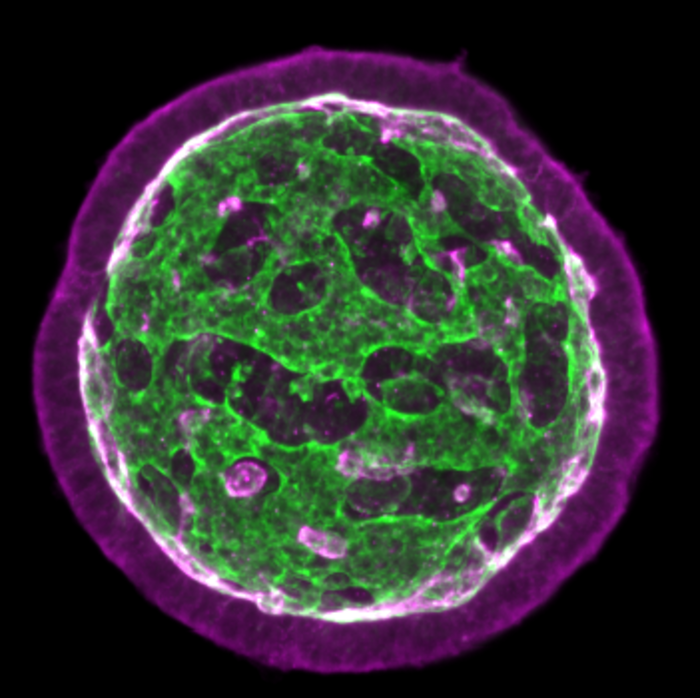 Architecture of neuroepithelial organoids