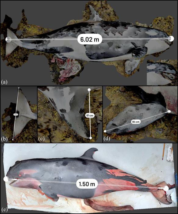 3D reconstruction of killer whale stranded near Zeballos