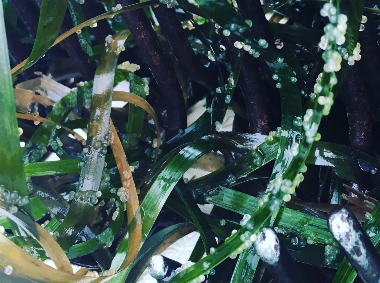 Herring Eggs [IMAGE] EurekAlert! Science News Releases