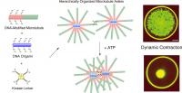 Hierarchical Organization of Microtubular Network