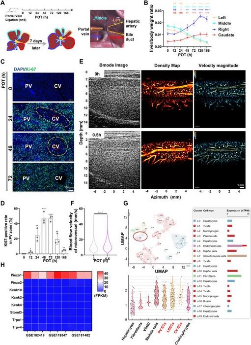 Distribution characteristic of proliferating hepatocytes and hemodynamic changes in PVL-induced liver regeneration and expression of Piezo1 in various liver cells.