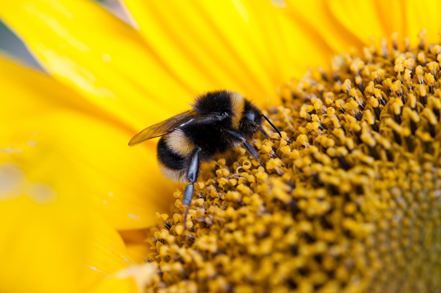 Small Farms Benefit Significantly Drom a Few Extra Pollinators (1 of 3)