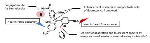 Molecular Structure of the New near Infrared Fluorescent Labeling Agent PREX 710 with a Linkage Site