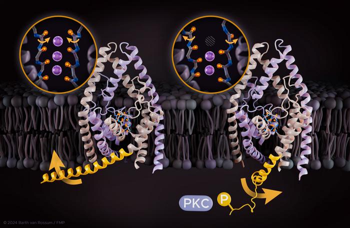 Atomistic mechanism illustrating how TREK K2P channels sense external stimuli and regulate the main gate.