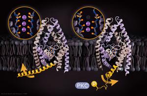 Atomistic mechanism illustrating how TREK K2P channels sense external stimuli and regulate the main gate.