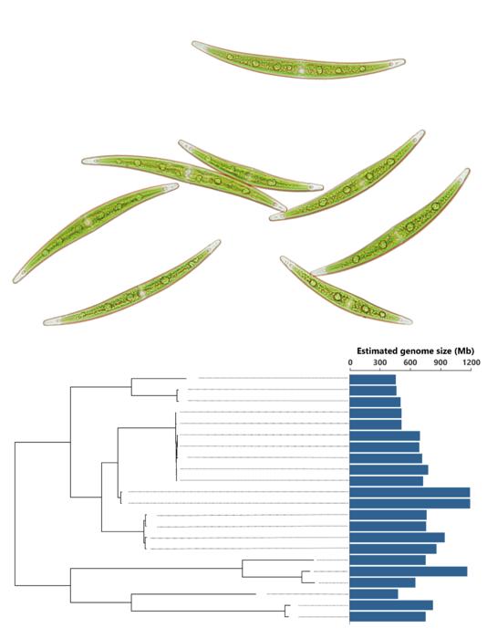 Closterium peracerosum-strigosum-littorale